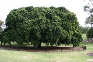 Fig tree, Brisbane, Toowong park